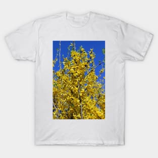 Yellow Forsythia tree in bloom T-Shirt